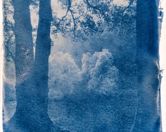 Handmade cyanotype | Indigo print | Art | Sun print | Wall decor | Unique wall art | Forest