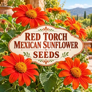 May include: A cream-coloured oval sign with decorative borders and the text RED TORCH MEXICAN SUNFLOWER SEEDS in brown, positioned in front of vibrant orange Mexican sunflower blossoms with yellow centres and green foliage.