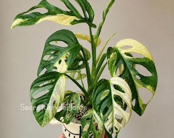 Japanse driekleurige monstera adansonii bonte stekken, zeldzame verzamelplant, aroida met wortel, monstera albo