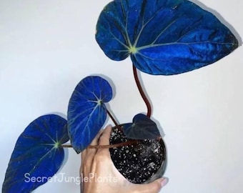 Begonia Pavonina Azul Iridiscente, Begonia Pavo Real, Planta de Interior Exótica, Certificado Fitosanitario, Plantas Tropicales Raras