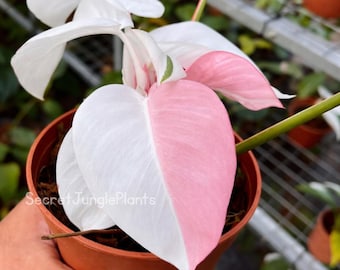 Pink-verschiedene Philodendron White Princess Stecklinge, seltene Sammler Aroid, Phytosanitärbescheinigung, Albo Pflanze