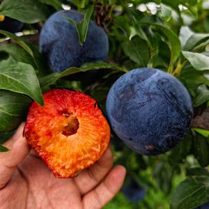 Sweet Black Plum Tree – Grafted Bare-Root Fruit Seedling