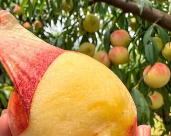 Puede incluir: Un melocotón parcialmente pelado que muestra una pulpa interior de color amarillo pálido y suave, en contraste con la piel vellosa de color rosa rojizo que ha sido retirada. La fruta se sostiene frente a un fondo borroso de huerto.