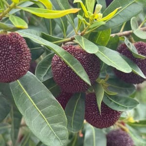 May include: A cluster of ripe, dark purple bayberries hanging from a branch. The round fruits feature a distinct, bumpy, textured surface. They are surrounded by elongated, smooth, green leaves with visible veins and light yellow new growth.