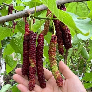 Taiwanese Long Mulberry Tree Seedling  Sweet Exotic Fruit Bare Root Plant