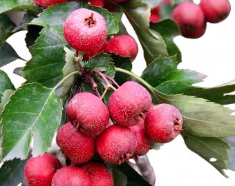 Muda de Espinheiro-alvar Doce e Azedo, Fruto Comestível e Resistente, Material para Bonsai, Planta Viva