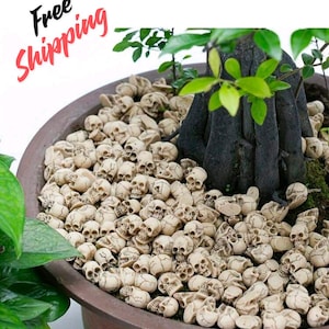 May include: A collection of small, off-white, realistic skull-shaped decorative stones arranged as soil cover in a brown planter pot around the base of a plant with dark bark and green leaves, creating a textured, bone-like ground layer.