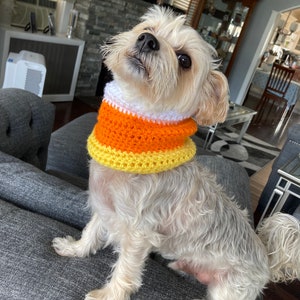 Könnte beinhalten: Ein kleiner, weißer Hund, der ein gehäkeltes Halsband in Candy-Corn-Farben trägt. Der Hund sitzt auf einem grauen Sofa und schaut nach oben.