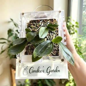 Peut inclure: Un support à orchidée rectangulaire en plastique transparent avec une boucle de suspension en métal. Le support contient de la mousse brune et des feuilles d'orchidée vertes. Le bas affiche un dessin noir de vaporisateur et le texte Candice's Garden.