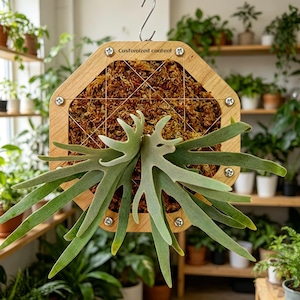 Peut inclure: Une jardinière murale hexagonale en bois avec un cadre brun clair, des vis argentées et une grille de fils fins retenant de la mousse brune. Une fougère corne de cerf verte aux longues frondes lobées est fixée au centre. Texte Customized content.