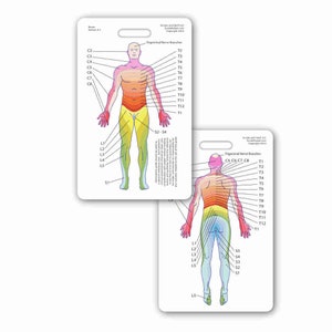 Dermatome crachá cartão de bolso vertical para enfermeira paramédico emt para identificação crachá clipe cinta ou carretel nervo nervoso