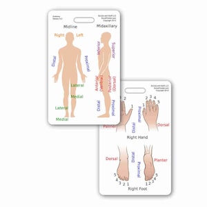 Anatomy Anatomical Badge Card Reference Vertical for Nurse Paramedic EMT for ID Badge Clip Strap or Reel