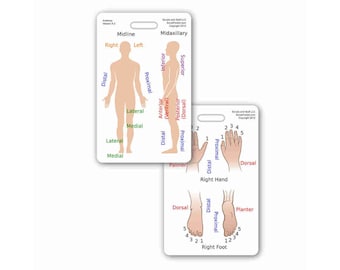 May include: A white anatomical chart with illustrations of the human body, hand, and foot. The chart shows the anatomical terms for the different parts of the body, including proximal, distal, medial, lateral, anterior, posterior, superior, and inferior.