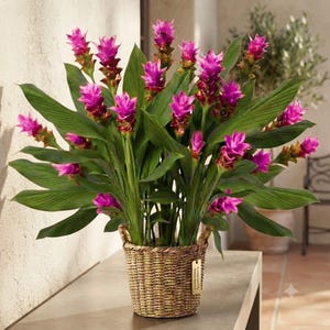 Puede incluir: Una vibrante planta de Curcuma en maceta con numerosas flores de color magenta brillante en forma de cono y hojas verdes largas y puntiagudas. La planta está en una cesta de mimbre tejida de color marrón claro con una etiqueta rectangular.