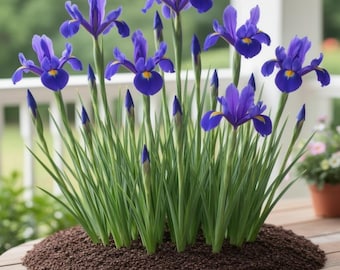 Blue Magic Dutch Iris Bulbs | 20 Deep Violet Blue Spring Flower