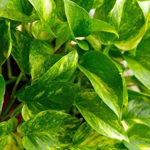Puede incluir: Una exuberante planta Epipremnum aureum, conocida comúnmente como potos, con hojas en forma de corazón que presentan un patrón variegado de verde intenso y salpicaduras de color amarillo brillante. El follaje es denso, vivo y brillante.