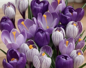 Blue Moon Mix Crocus Bulbs | 20 Blue Purple Spring Flower