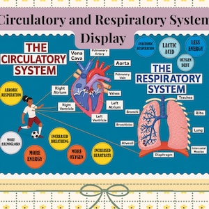 Może przedstawiać: Plakat edukacyjny zatytułowany Circulatory and Respiratory System Display przedstawiający schemat ludzkiego serca i płuc z etykietami części, takich jak aorta, żyła główna, tchawica i oskrzela, wraz z dymkami tekstowymi dotyczącymi funkcji organizmu.