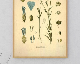 Vintage Botanical Print, Blue Flax Flower Illustration (Digital Download)