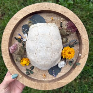 Turtle Shell Bone on Wood • Dried Flower Taxidermy • Ethically Sourced