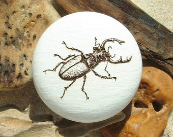 Furniture button beetle deer beetle wood engraving insects wood engraving beech incl. screw