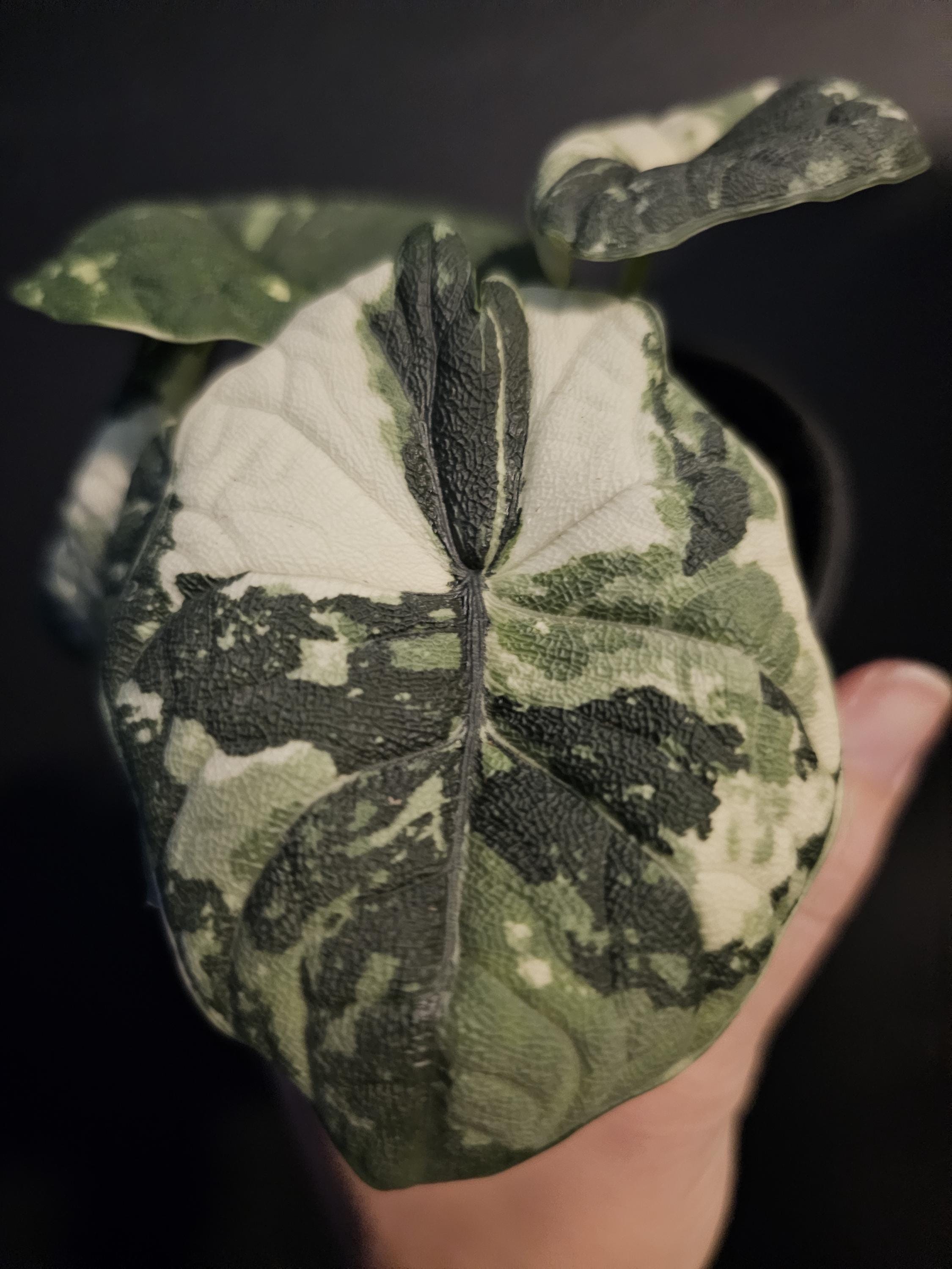 Alocasia melo albo - Etsy 日本