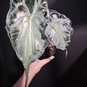 Alocasia venom - Etsy 日本