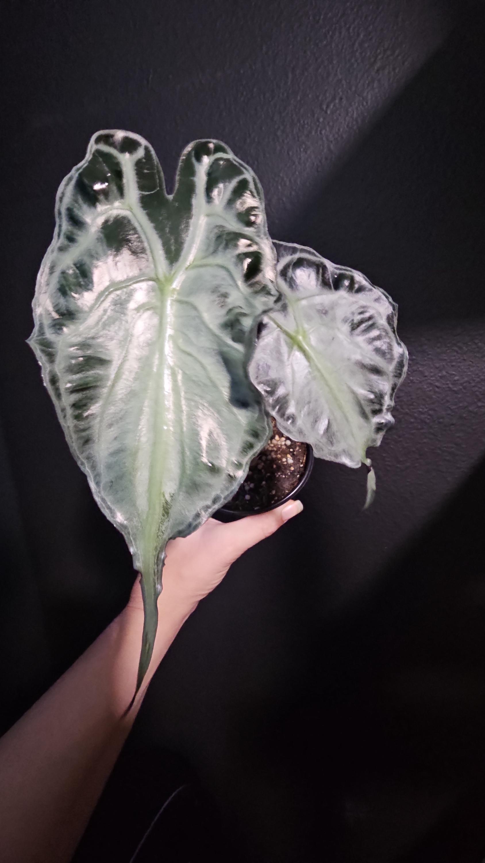 Alocasia venom - Etsy 日本