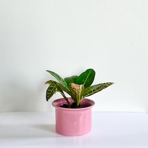 May include: A small potted plant with glossy, dark green leaves featuring yellow vein patterns. The plant is housed in a smooth, cylindrical, light pink ceramic pot with a wide, flat rim at the top, providing a simple and clean display for the foliage.