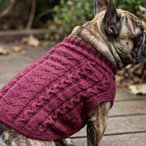 Puede incluir: Un suéter para perro de color burdeos oscuro con un complejo patrón de tejido de ochos, columnas verticales texturizadas y cuello acanalado. La prenda está ajustada a un Bulldog Francés atigrado, cubriendo el lomo y el torso.