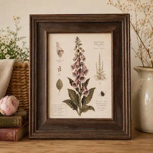 May include: A botanical print of Digitalis Purpurea, or common foxglove, displayed in a dark brown wooden frame. The print features detailed illustrations of the flower, leaves, seeds, and a bee, with text labels and scientific classification details.