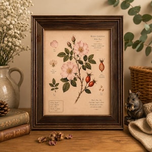 Ingelijste botanische print rozenbottel | Vintage stijl wilde bloemenkunst | Cottagecore-decor | Rustiek houten frame