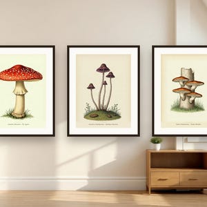 Op de afbeelding: Drie ingelijste muurkunstprints met botanische illustraties van paddenstoelen. De linker print toont een rood-witte vliegenzwam, het midden toont paarse paddenstoelen en rechts staan oranje paddenstoelen die op een boomstam groeien.