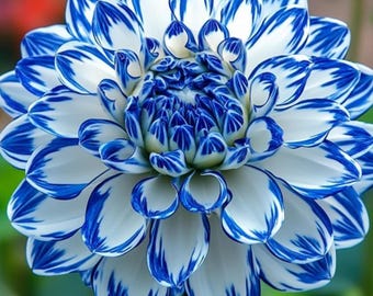 Mixed Dahlia Flower Seeds, Heirloom Colorful Garden Planting Seeds Pack