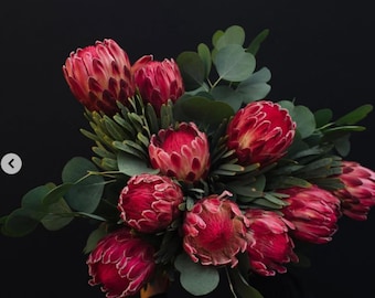 May include: A bouquet of vibrant pink and red protea flowers arranged with rounded green eucalyptus leaves. The large, textured, cone-shaped flower heads feature layered bracts in shades of deep magenta and crimson, contrasted against a solid black background.