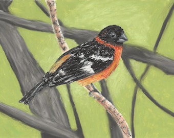 Art Print, Black-headed Grossbeak drawn in oil pastels