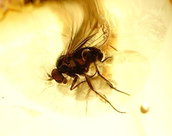 Fósil de ámbar báltico auténtico con inclusión de mosca - Insecto real - Pieza de colección rara - Fósil natural