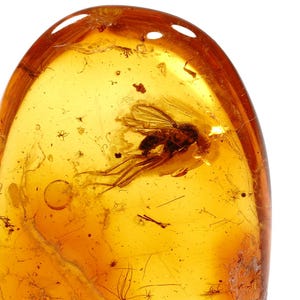 Könnte beinhalten: Ein poliertes, durchscheinendes goldgelbes Bernsteinstück mit einem deutlich sichtbaren, gut erhaltenen Insektenfossil, das im Harz eingeschlossen ist. Der Bernstein weist natürliche Einschlüsse, Luftblasen und organische Reste auf.