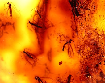 数百万年の間閉じ込められていた珍しい昆虫が入った琥珀 | バルト海産