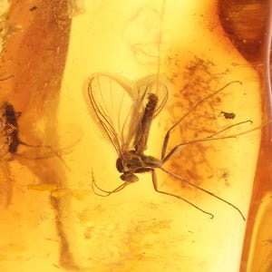 Könnte beinhalten: Ein kleines Insekt mit zarten, durchscheinenden Flügeln und langen, dünnen Beinen ist perfekt in einem Stück goldgelbem, halbtransparentem Bernstein konserviert. Das fossile Exemplar zeigt klare anatomische Details im Harz.