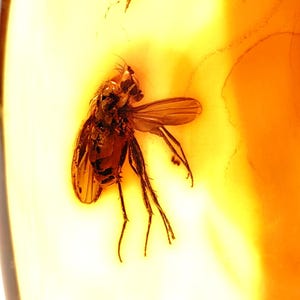 Echtes Baltisches Bernstein Fossil mit Fliegeneinschluss – Insekt im Bernstein – Seltenes Bernstein Specimen – Naturfossil