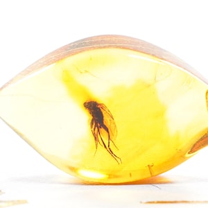 Natural Amber Fossil with Gnat Inclusion | Authentic Amber Insect | Rare Specimen | Bug in Amber | Collectible Amber| Unique Inclusion
