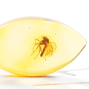 Bernsteinfossil mit Insekt – Lot von 3 Insekten – Echter baltischer Bernstein mit Mückeinschluss – echtes Insekt im Bernstein – natürliches Mücken Specimen