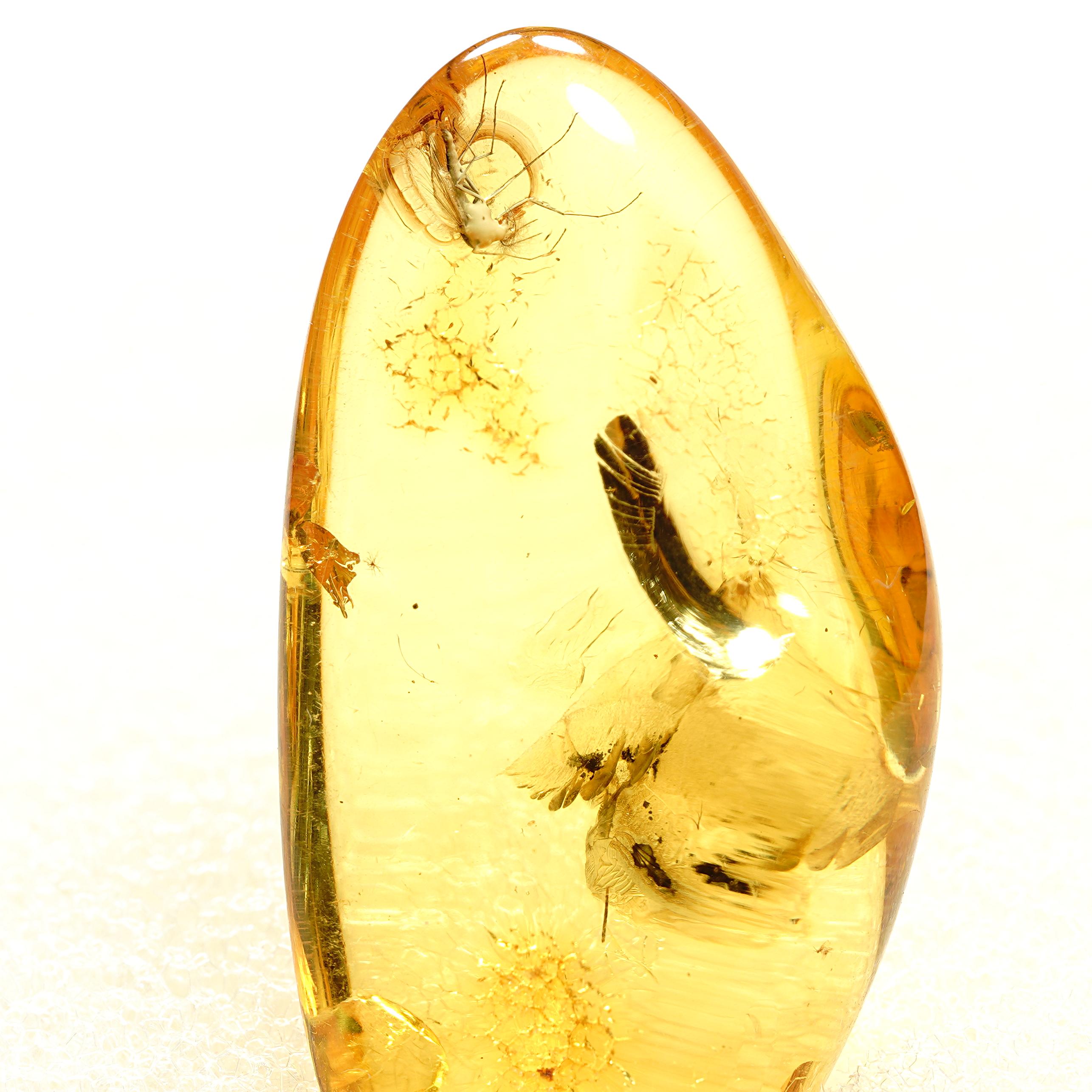 昆虫入り琥珀化石 - バルト海産琥珀（ブヨ含有） - 天然蚊標本 -139