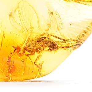 Baltic Amber Fossil: Gnat Inclusion, Polished Insect Collectible
