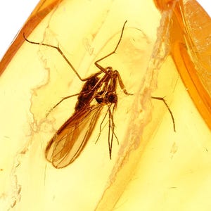 Könnte beinhalten: Ein kleines Insekt mit zarten Flügeln und langen, dünnen Beinen ist in einem Stück durchscheinendem, goldgelbem Bernstein konserviert. Das fossile Exemplar zeigt deutliche anatomische Details, einschließlich Thorax, Abdomen und Antennen.