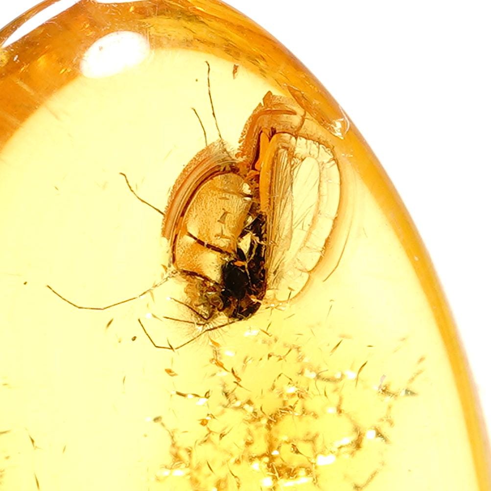 昆虫入り琥珀化石 - バルト海産琥珀（ブヨ含有） - 天然蚊標本 -139