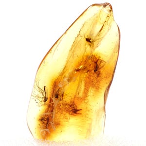 Könnte beinhalten: Ein durchscheinendes, goldgelbes Stück fossilen Bernsteins mit einer glatten, polierten Oberfläche. Mehrere kleine, dunkle, prähistorische Insekteneinschlüsse sind deutlich sichtbar im Harz eingebettet, zusammen mit organischen Resten und dunklen Streifen.
