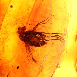 Bernstein Fossil mit Insekt – Echter Baltischer Bernstein mit Fliegeneinschluss – Echtes Insekt im Bernstein – Natürliches Mücken Fossil