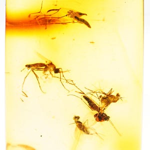 Rare Baltic Amber Fossil with Swarm of Gnats | Genuine Insect Inclusion in Natural Fossil Resin | Collectible Amber Specimen